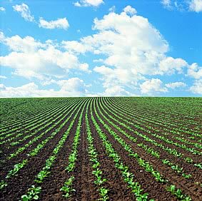Ethiopian Farm land