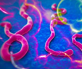Ebola virus under microscope